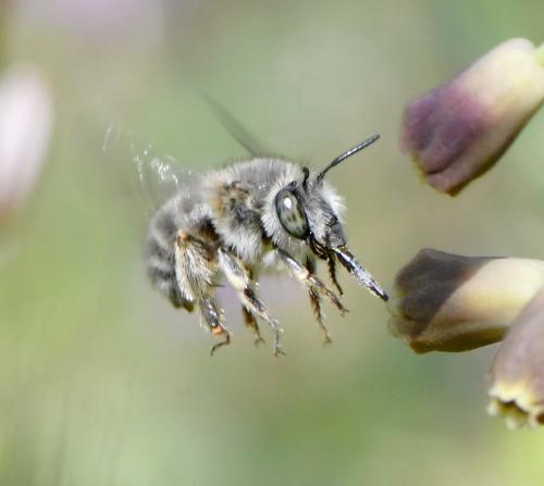 Anthophora salviae